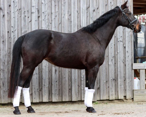 dressage horse Madorien (Hanoverian, 2017, from Hometown)