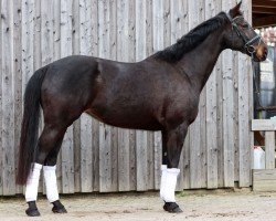 dressage horse Madorien (Hanoverian, 2017, from Hometown)