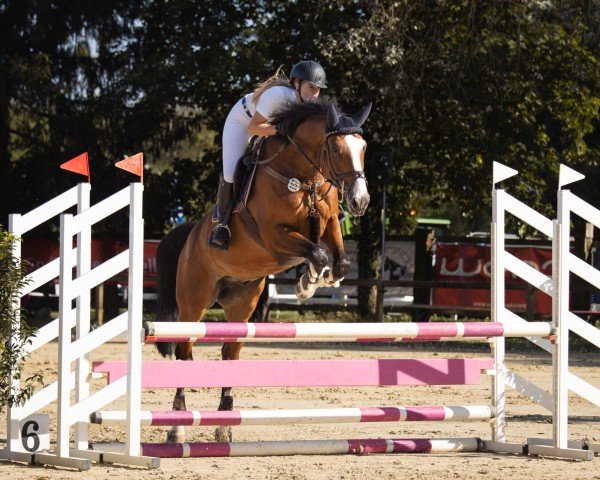 jumper Clicquot 12 (German Sport Horse, 2017, from Cesano II)