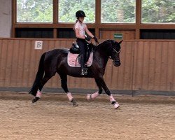 dressage horse D - Black (German Riding Pony, 2015, from D-Day AT)