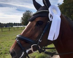 jumper Sharon 179 (Pony without race description, 2011)