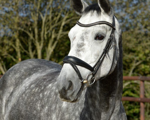 Springpferd Candy Girl H (Westfale, 2019, von Caressini)