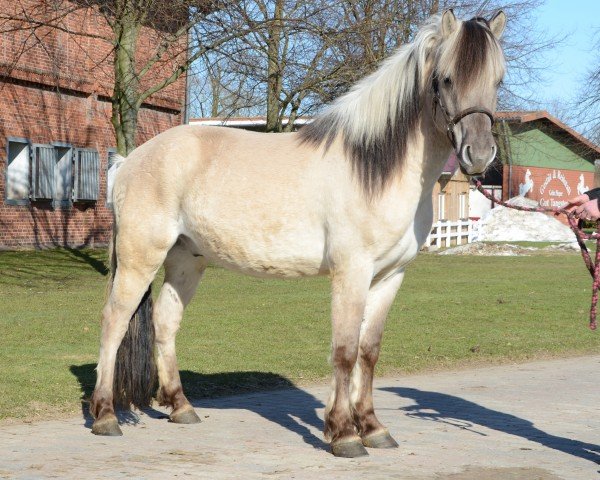 Pferd Dravon (Fjordpferd, 2008, von Drafur)