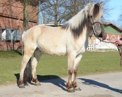 horse Dravon (Fjord Horse, 2008, from Drafur)