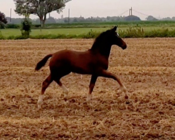 foal by Elfie vom Uferhof (Rhinelander, 2024, from Escaneno)