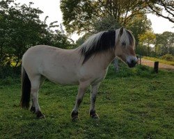 horse Bona (Fjord Horse, 2014, from Vasco)