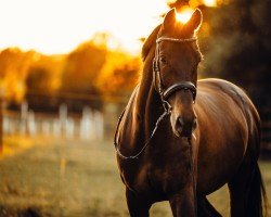 Springpferd Prince Rebelle (Polnisches Warmblut, 2011, von Pauillac de Meia Lua)