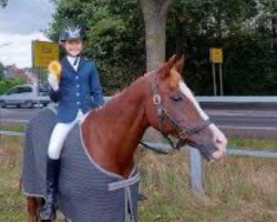 broodmare Red Sunlight (German Riding Pony, 2000, from Oosteinds Ricky)
