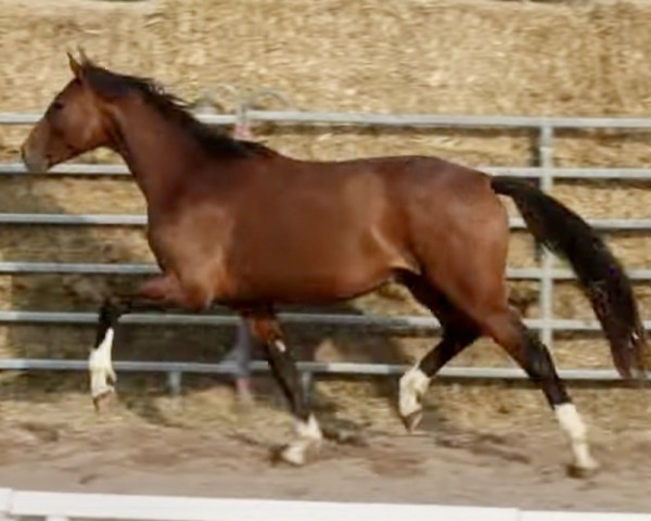 Pferd Fontane Z (Zangersheide Reitpferd, 2021, von Forrest Gump)