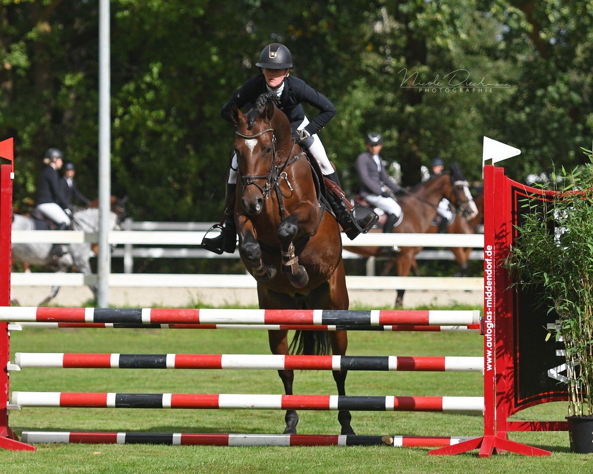 jumper Maybach 15 (Bulgarian Warmblood, 2020, from Micado)