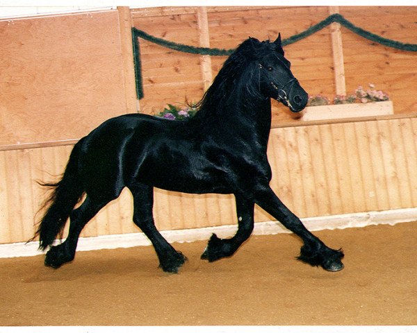 stallion Oetze (Friese, 1988, from Falke 291(Friese))