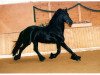 stallion Oetze (Friese, 1988, from Falke 291(Friese))