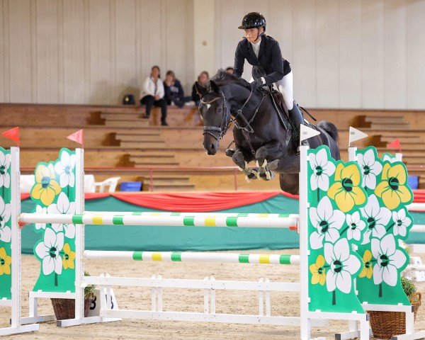 jumper Comme Il Carla (Hanoverian, 2018, from Comme il Faut)