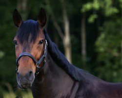 jumper Pomeline Z (Hanoverian, 2008, from Embassy III)