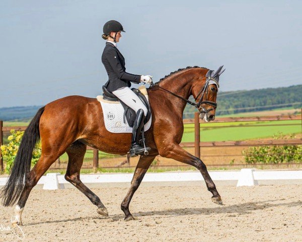 dressage horse Fräulein Smilla 53 (Hanoverian, 2017, from Tannenhof's Fahrenheit)