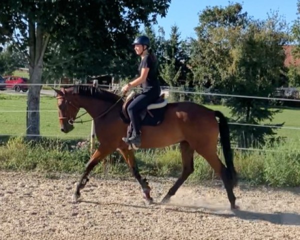 stallion Dublin Kiss (Zangersheide riding horse, 2020, from Dallas VDL Z)