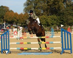 jumper Global Moon (German Sport Horse, 2016, from Geraldo 15)