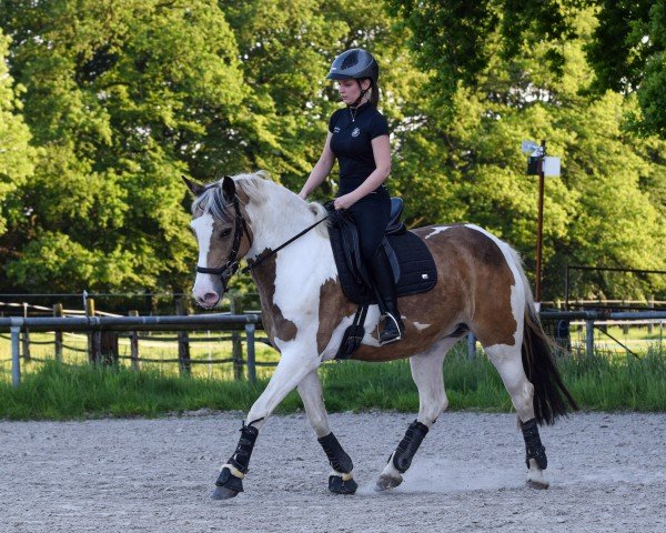 dressage horse Miss Granger (Pony without race description, 2018)