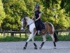 dressage horse Miss Granger (Pony without race description, 2018)