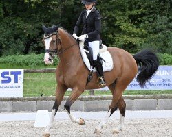 dressage horse Cascadina KS (Holsteiner, 2019, from Cascadello)