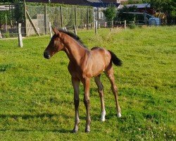 foal by Hengst von Vigado / Nekton (Holsteiner, 2024, from Vigado)