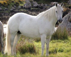 horse Glencarrig Rose Marie (Connemara Pony, 2007, from Glencarrig Prince)