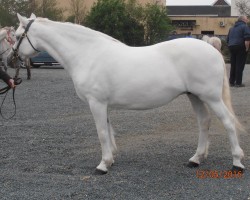 horse Lough Fadda Kimberley (Connemara Pony,  , from Glencarrig Prince)