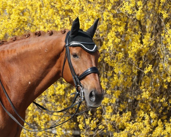 dressage horse Lotto 2 (Hungarian Warmblood, 2006, from Landor S)