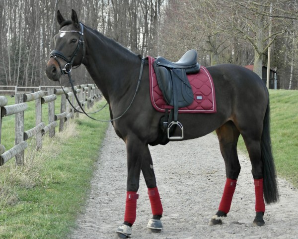 dressage horse Roségold (Westphalian, 2014, from Rational 2)