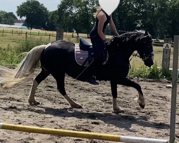 dressage horse Nieske (Pinto, 2012)