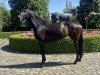 horse Tabaluga 289 (Holsteiner, 2018, from Toulon)