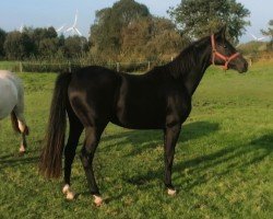 dressage horse Dimaggio Black x Dressage Royal (Oldenburg, 2022, from Dimaggio Black)