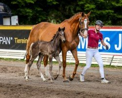 foal by Hengst von Diarado / Casalito (Holsteiner, 2024, from Diarado)