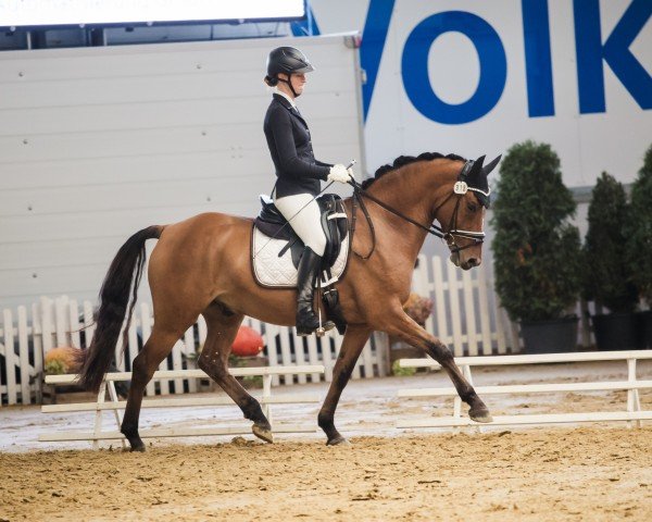 Dressurpferd Glückspilz T 3 (Deutsches Reitpony, 2019, von Grand Royale)