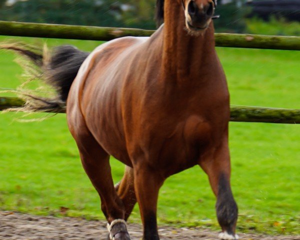 Dressurpferd Hilgenroths Charmeut (Deutsches Reitpony, 2021, von Kastanienhof Cockney Cracker)