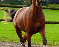 dressage horse Hilgenroths Charmeur (German Riding Pony, 2021, from Kastanienhof Cockney Cracker)