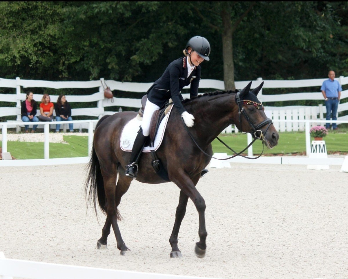 Deckhengst Balsamico (Trakehner, 2002, von Hertug)