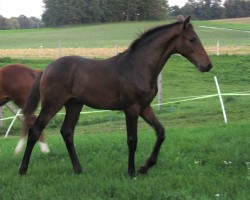 Springpferd Champagner Breeze (Holsteiner, 2023, von Clarimo Ask)