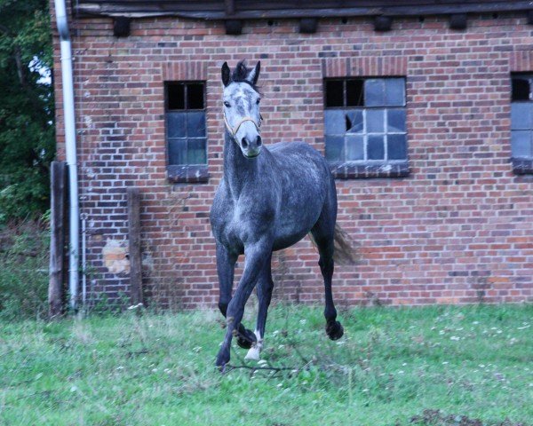 Springpferd Dubaj (Polnisches Warmblut, 2021, von Levus)