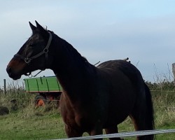 broodmare Atlanta 461 (Oldenburg, 2002, from Argentinus)