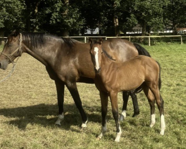 Springpferd Vinaya 2 (Holsteiner, 2010, von Verdi)