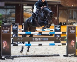 jumper Balou's Penny PS (Oldenburg show jumper, 2014, from Balou du Rouet)