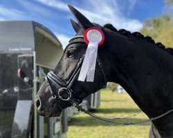 dressage horse Schöne Frieda (German Sport Horse, 2020, from Secret)