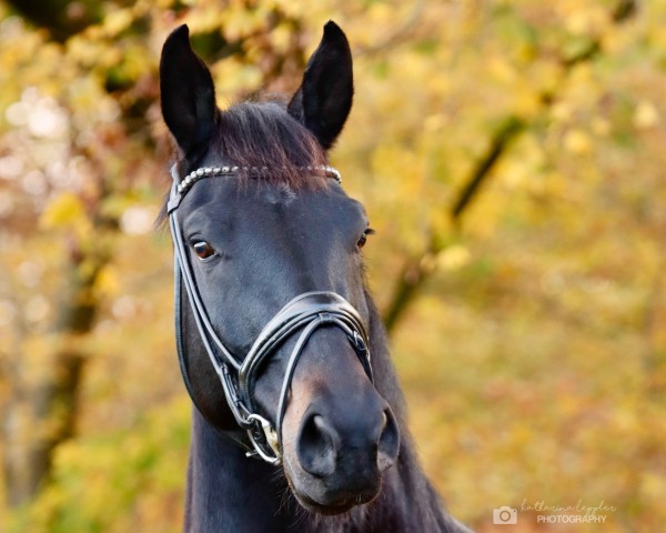 dressage horse Federstern 3 (Hanoverian, 2017, from Tannenhof's Fahrenheit)