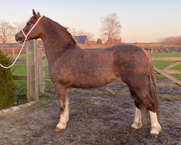 Zuchtstute Tervake Gucci (Welsh-Cob (Sek. C), 2009, von Gristhills Lion King)