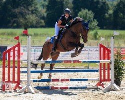 jumper Air Force One (Oldenburg show jumper, 2018, from All Music)