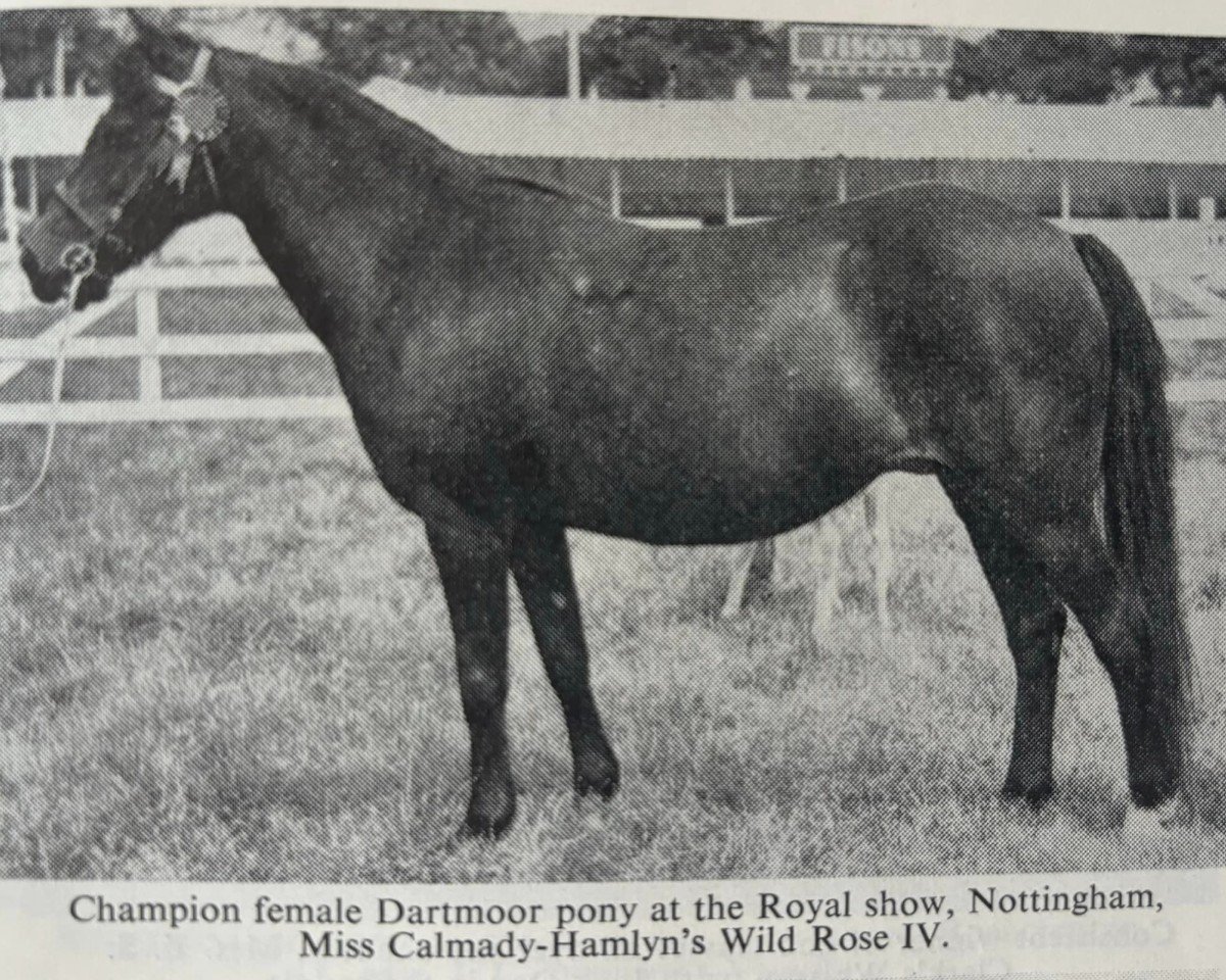 broodmare Wild Rose IV (Dartmoor Pony,  )
