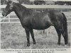 Zuchtstute Wild Rose IV (Dartmoor-Pony,  )