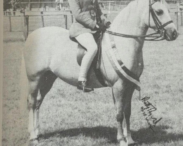 horse Smoketree Texas Tart (Welsh-Pony (Section B), 1983, from Mylncroft Spun Gold)