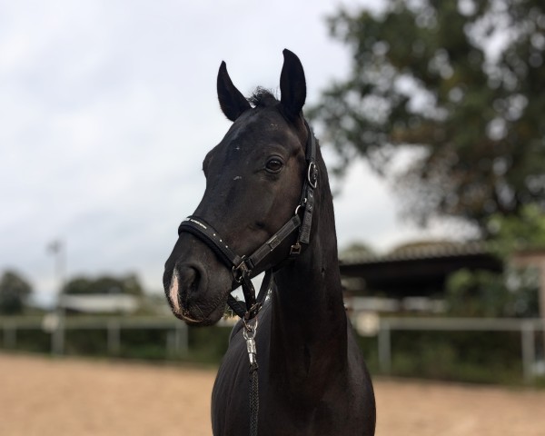 dressage horse Feiner Karl (Oldenburg, 2018, from For Final)